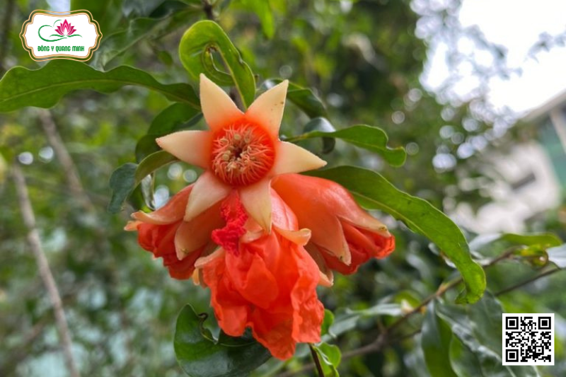 Lựu - Punica Granatum, Punicaceae