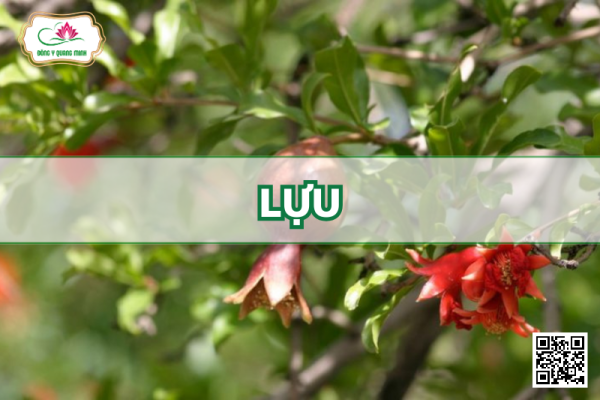 Lựu - Punica Granatum, Punicaceae