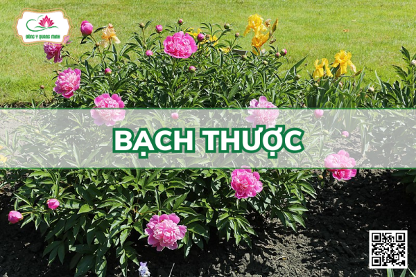 Bạch Thược – Paeonia Lactiflora Ranuculaceae