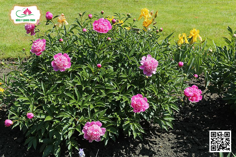Bạch Thược – Paeonia Lactiflora Ranuculaceae