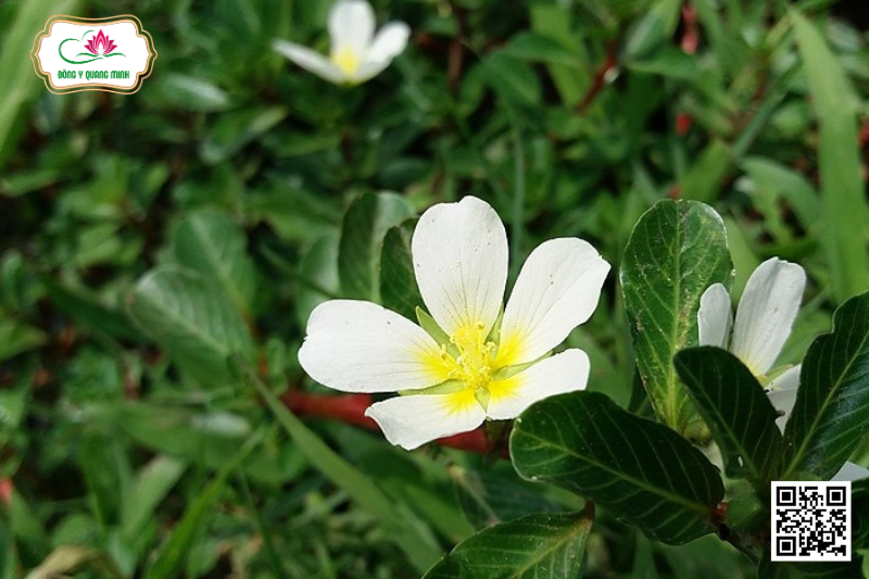 Rau Dừa Nước – Ludwigia Adscendens, Onagraceae