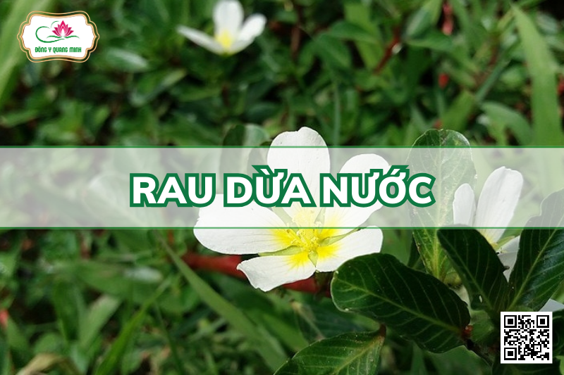 Rau Dừa Nước – Ludwigia Adscendens, Onagraceae