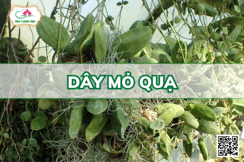 Dây Mỏ Quạ – Dischidia Major, Apocynaceae