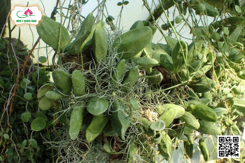 Dây Mỏ Quạ – Dischidia Major, Apocynaceae