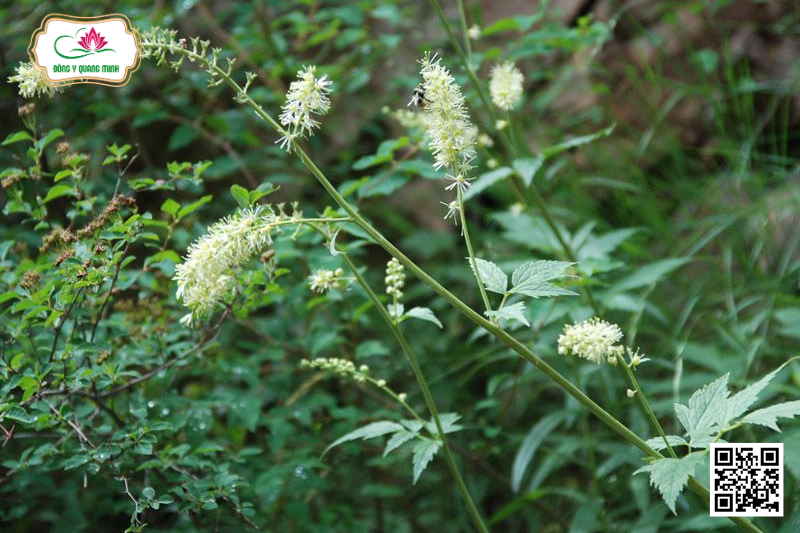 Thăng Ma – Actaea Cimicifuga, Ranunculaceae