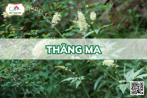 Thăng Ma – Actaea Cimicifuga, Ranunculaceae