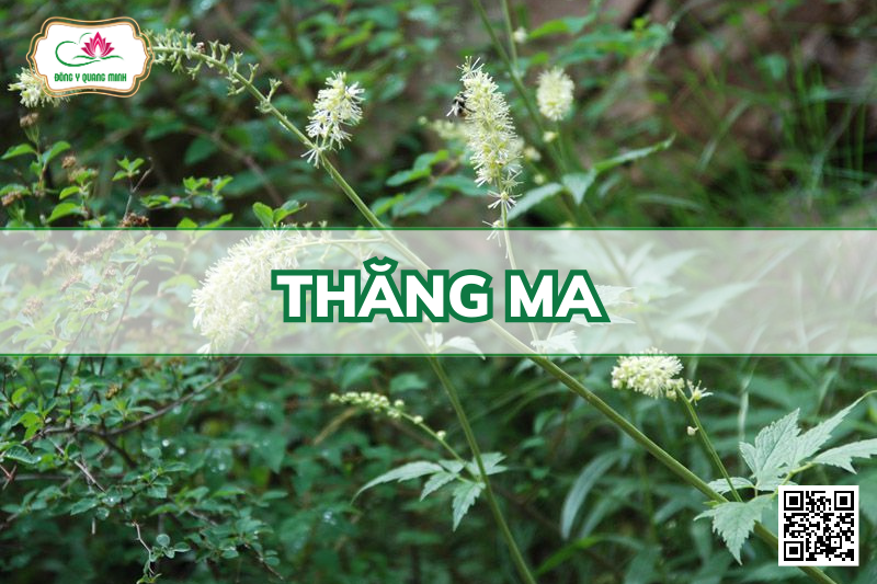 Thăng Ma – Actaea Cimicifuga, Ranunculaceae