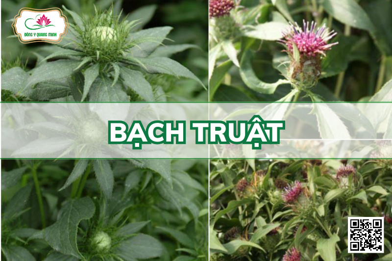 Bạch Truật – Atractylodes Macrocephala, Asteraceae