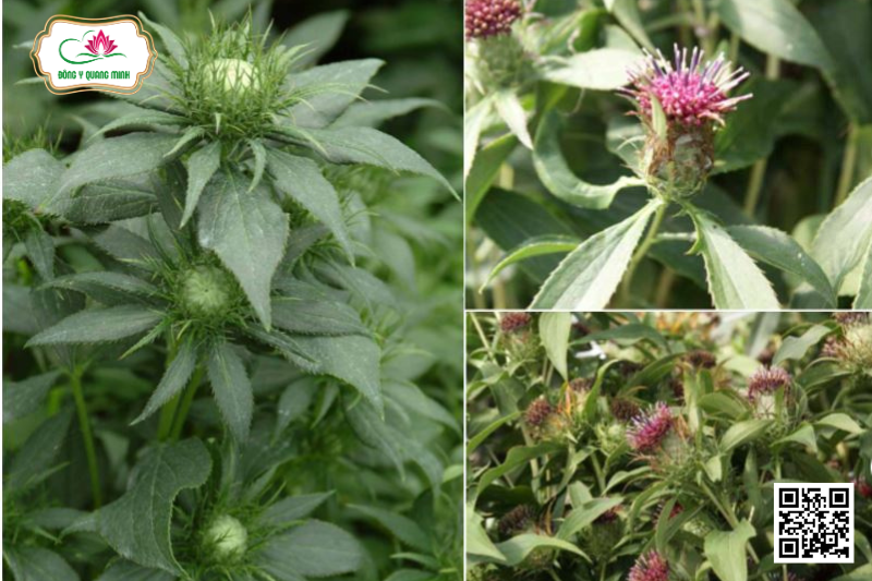 Bạch Truật – Atractylodes Macrocephala, Asteraceae