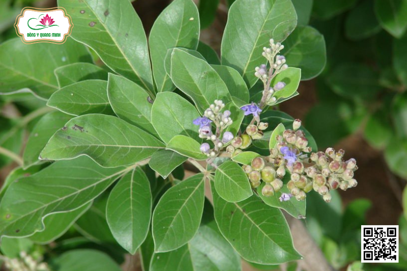 Mạn Kinh - Vitex Trifolia, Lamiaceae