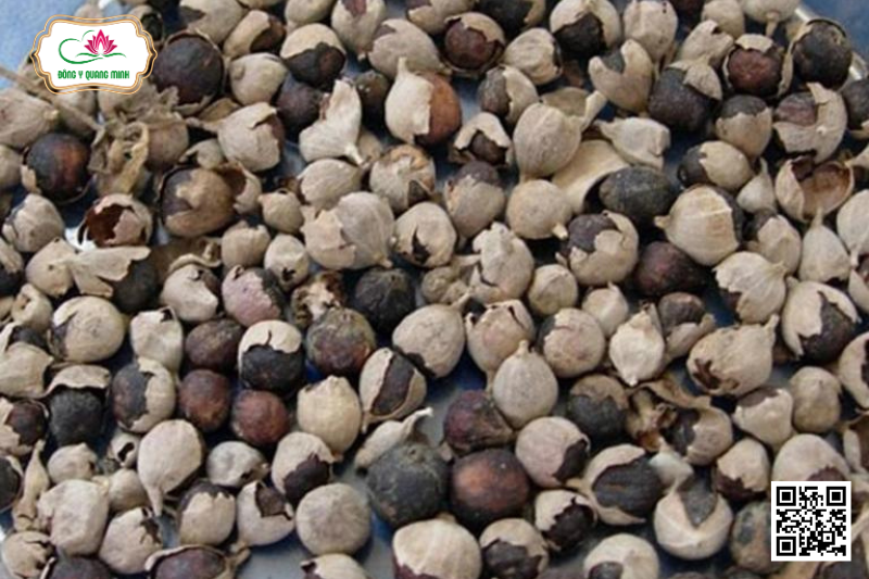 Mạn Kinh - Vitex Trifolia, Lamiaceae