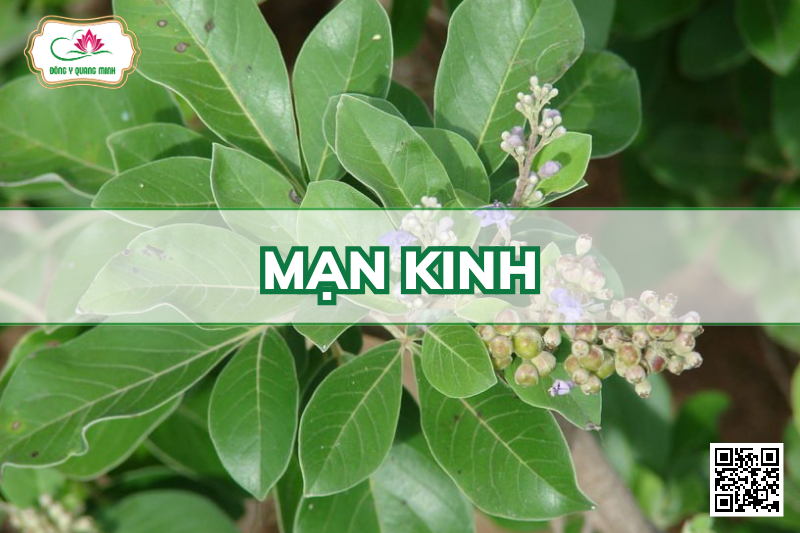 Mạn Kinh - Vitex Trifolia, Lamiaceae