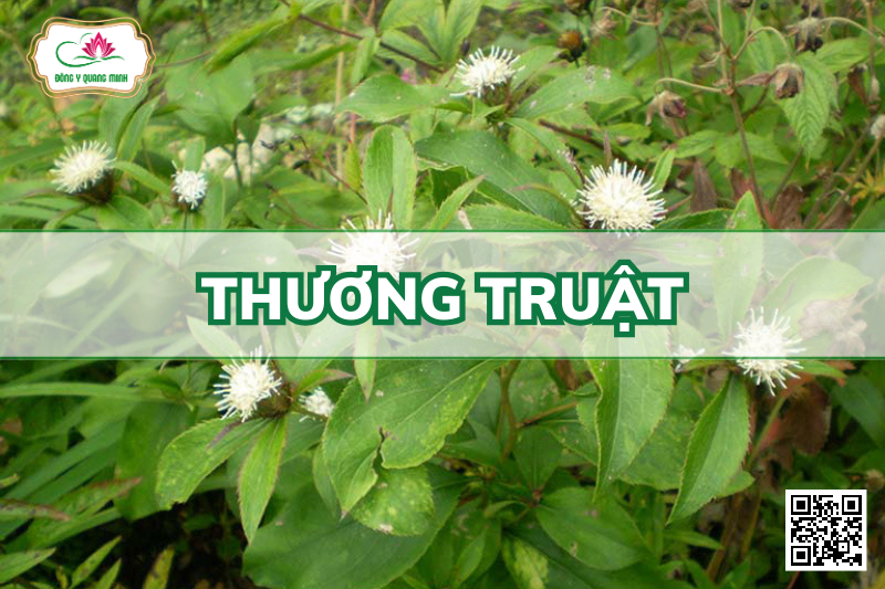 Thương Truật – Atractylodes Lancea, Asteraceae