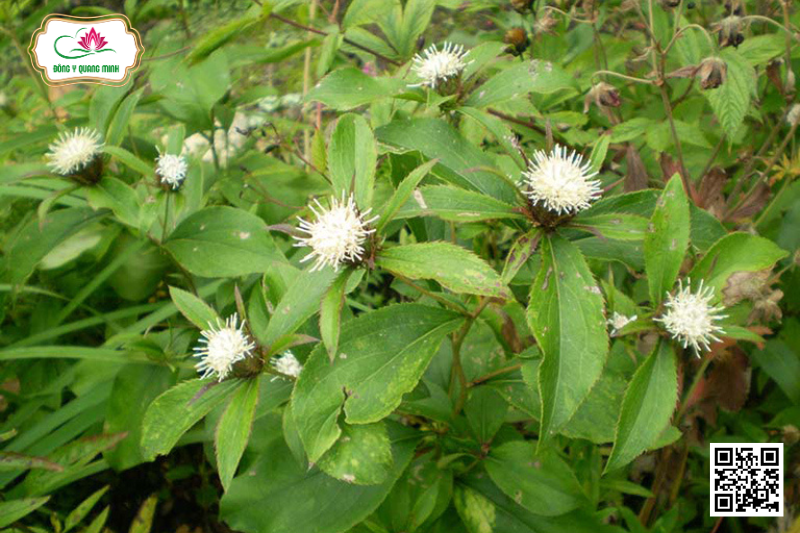 Thương Truật – Atractylodes Lancea, Asteraceae