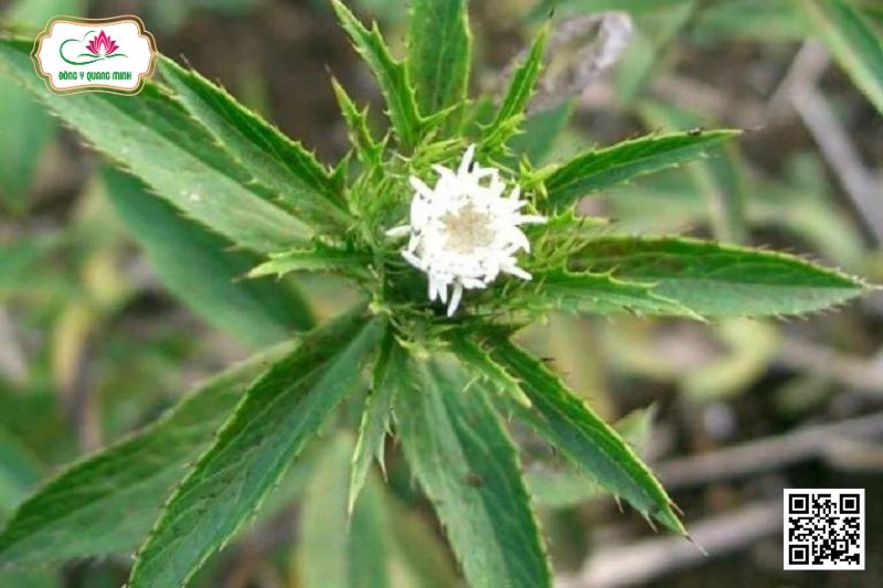 Thương Truật – Atractylodes Lancea, Asteraceae