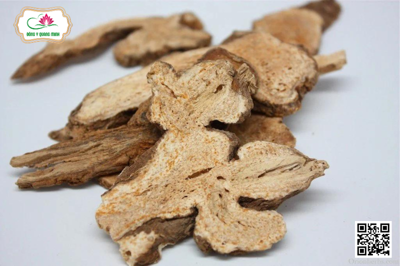 Thương Truật – Atractylodes Lancea, Asteraceae