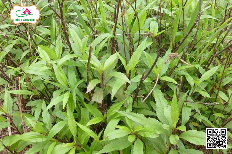 Mần Tưới - Eupatorium Fortunei, Asteraceae