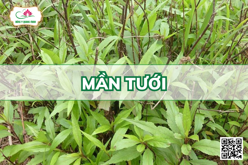 Mần Tưới - Eupatorium Fortunei, Asteraceae