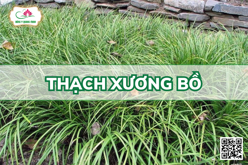 Thạch Xương Bồ - Acorus Gramineus, Acoraceae