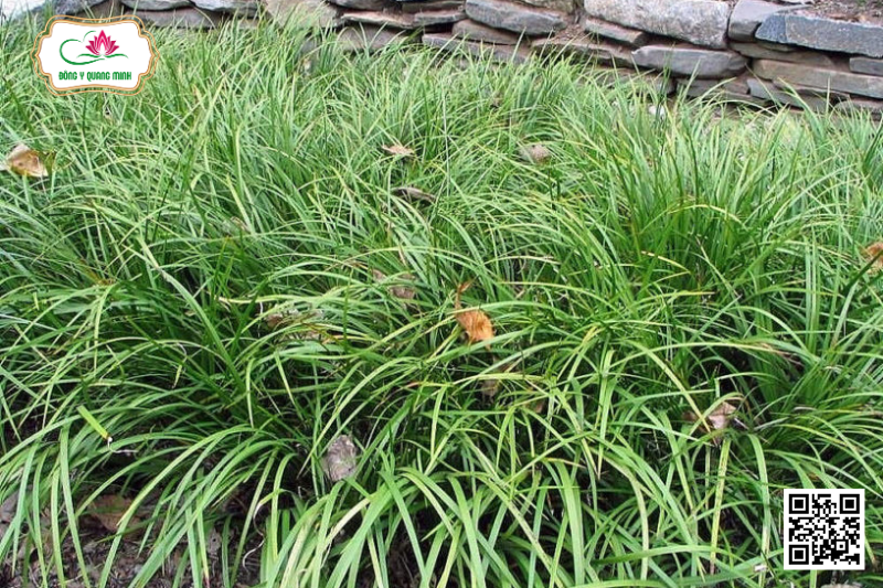 Thạch Xương Bồ - Acorus Gramineus, Acoraceae