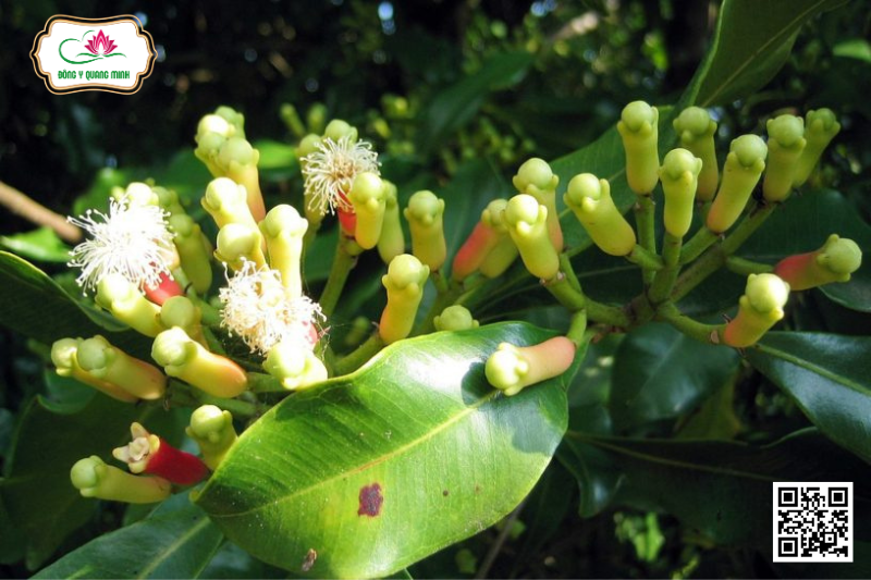 Đinh Hương – Syzygium Aromaticum, Myrtaceae