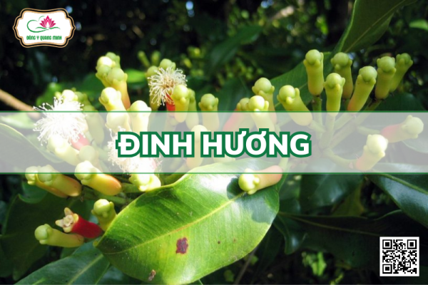 Đinh Hương – Syzygium Aromaticum, Myrtaceae