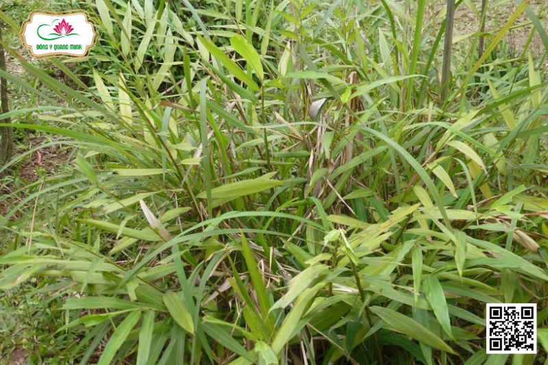 Sa Nhân – Amomum Villosum, Zingiberaceae