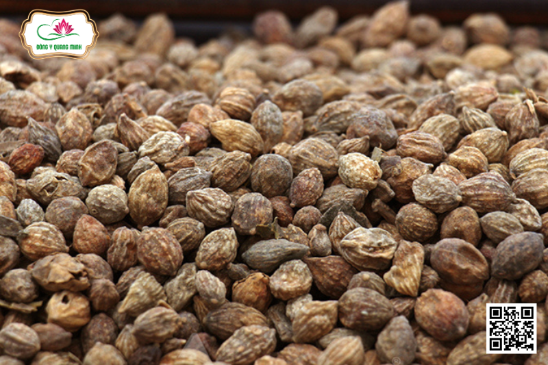 Sa Nhân – Amomum Villosum, Zingiberaceae