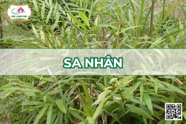 Sa Nhân – Amomum Villosum, Zingiberaceae