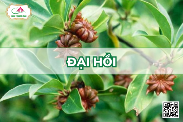 Đại Hồi – Lllicium Verum, Schisandraceae