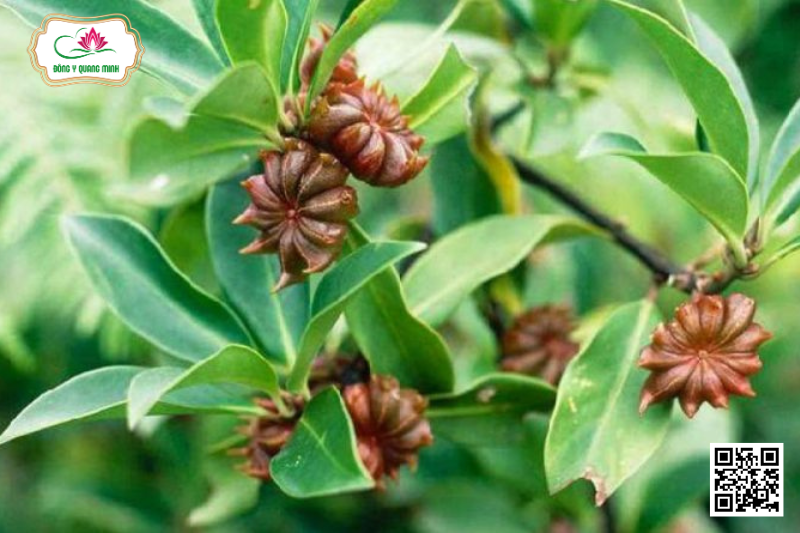 Đại Hồi – Lllicium Verum, Schisandraceae