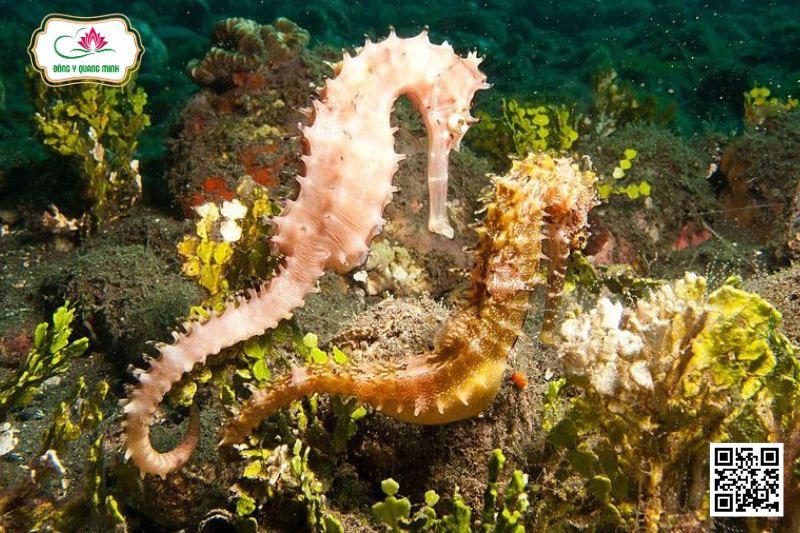 Hải Mã – Hippocampus Spp., Syngnathidae