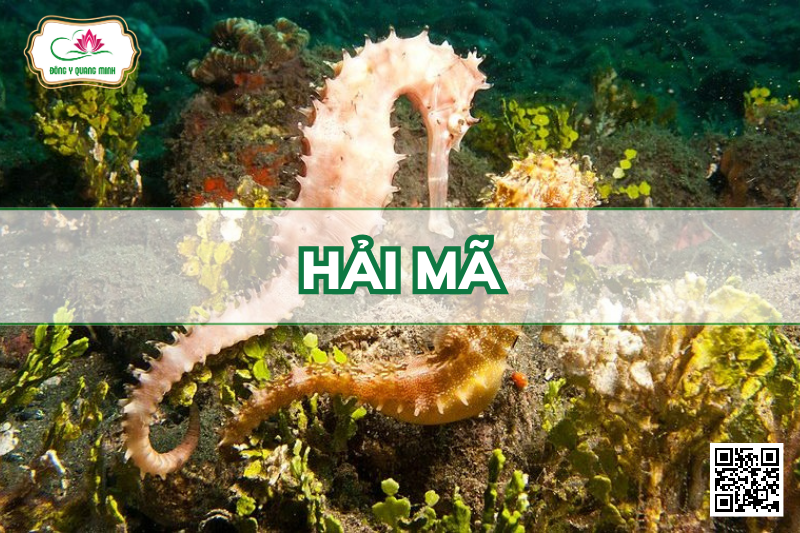 Hải Mã – Hippocampus Spp., Syngnathidae