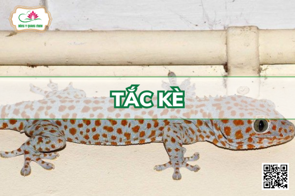 Tắc Kè - Gekko Gekko, Gekkonidae
