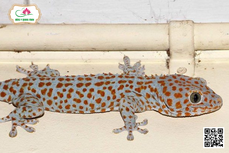 Tắc Kè - Gekko Gekko, Gekkonidae