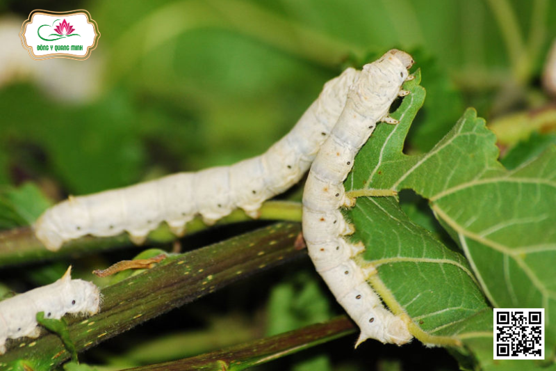 Bạch Cương Tằm – Bombyx Mori, Bombycidae