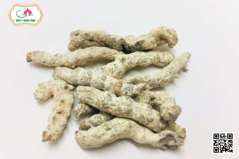 Bạch Cương Tằm – Bombyx Mori, Bombycidae