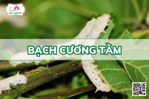 Bạch Cương Tằm – Bombyx Mori, Bombycidae
