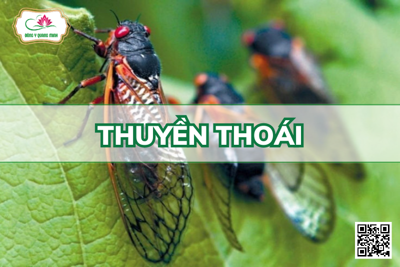 Thuyền Thoái – Cryptotympana Pustulata, Cicadidae