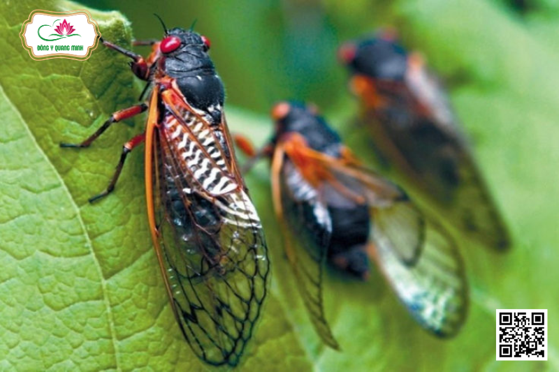 Thuyền Thoái – Cryptotympana Pustulata, Cicadidae