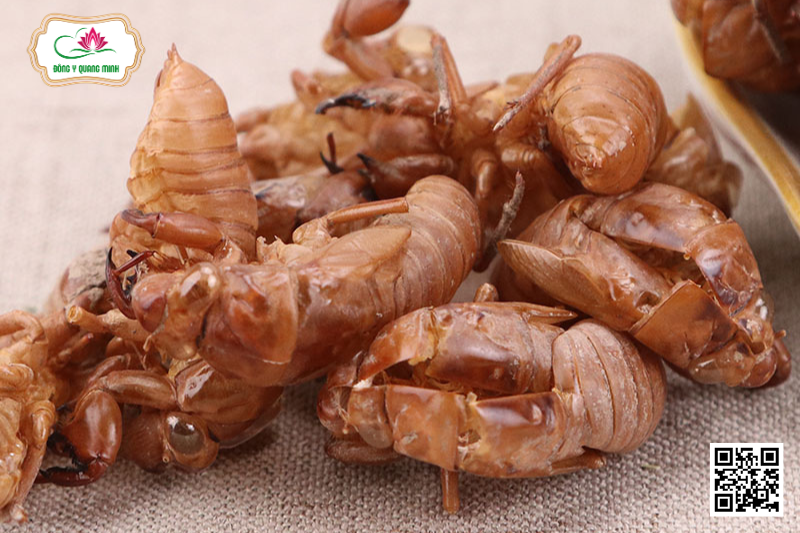 Thuyền Thoái – Cryptotympana Pustulata, Cicadidae