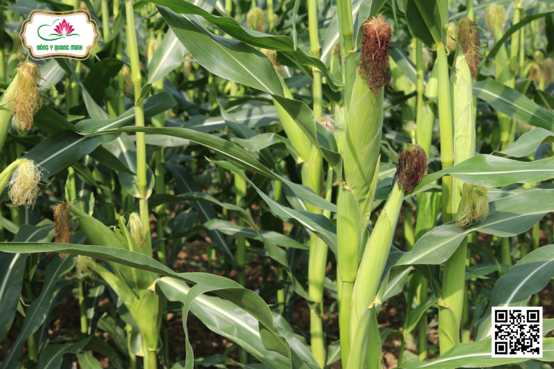 Bắp – Zea Mays, Poaceae