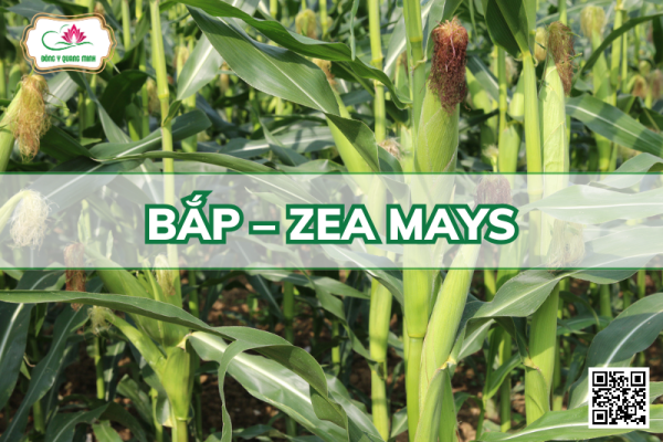 Bắp – Zea Mays, Poaceae