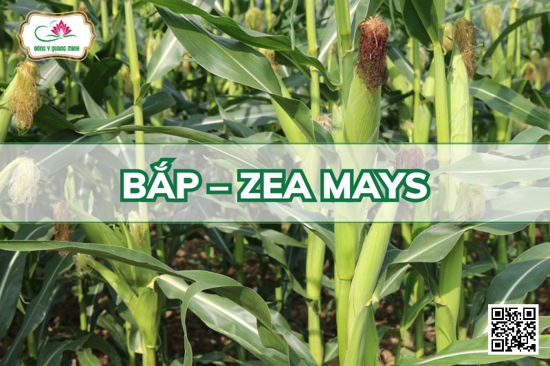 Bắp – Zea Mays, Poaceae