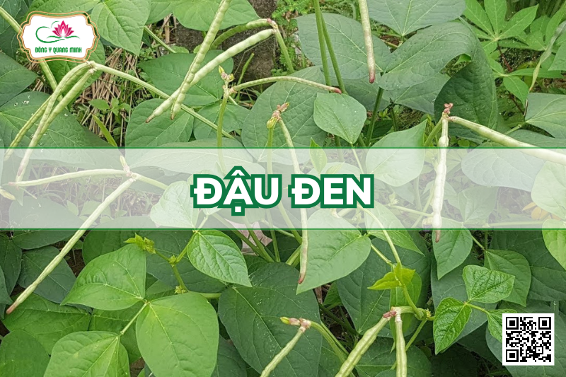 Đậu Đen – Vigna Unguiculata Subsp.cylindrica, Fabaceae