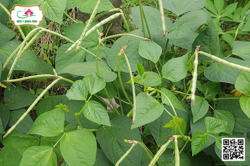 Đậu Đen – Vigna Unguiculata Subsp.cylindrica, Fabaceae