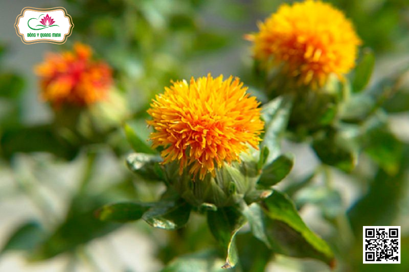 Hồng Hoa – Carthamus Tinctorius, Asteraceae