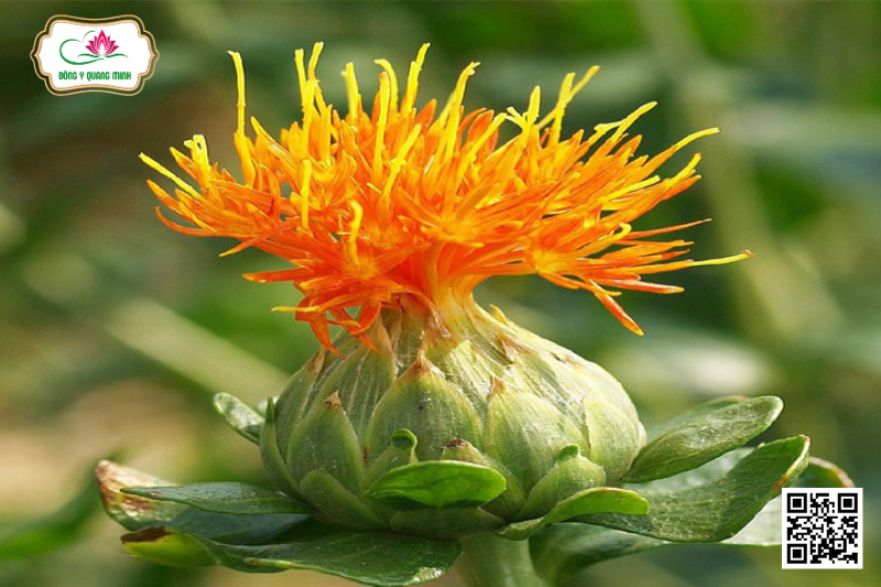 Hồng Hoa – Carthamus Tinctorius, Asteraceae