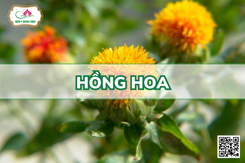 Hồng Hoa – Carthamus Tinctorius, Asteraceae