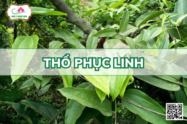 Thổ Phục Linh - Smilax Glabra, Smilacaceae